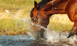 horse drinking water