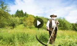 chassidic story farmer of chelm