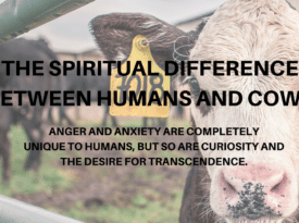 the spiritual difference between humans and cows