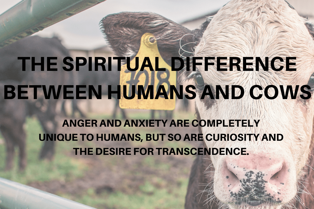 the spiritual difference between humans and cows