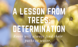 a lesson from trees: determination