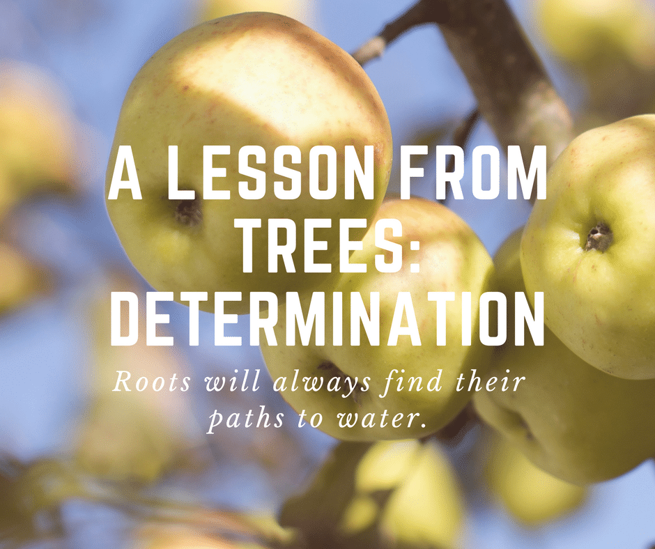 a lesson from trees: determination